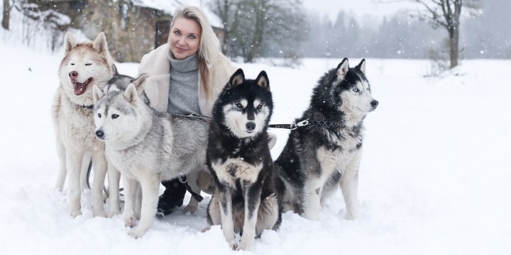 Fotosessioon Siberi huskydega ÜHELE kuni VIIELE - Emoti.ee