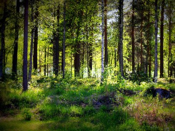 Eesti metsa näomassaaž Ilusalongis Siluett ÜHELE - Emoti.ee